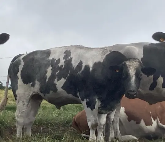 granjas_pardal_frisona