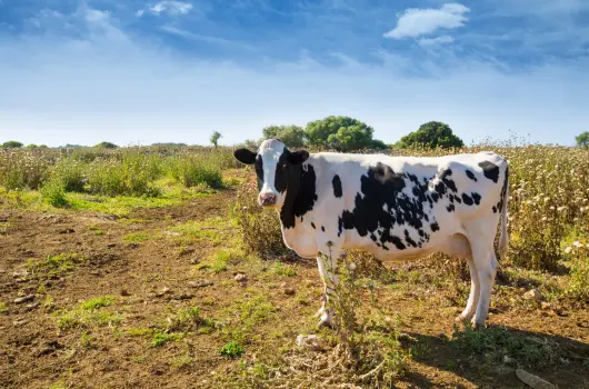 granjas_pardal_frisona